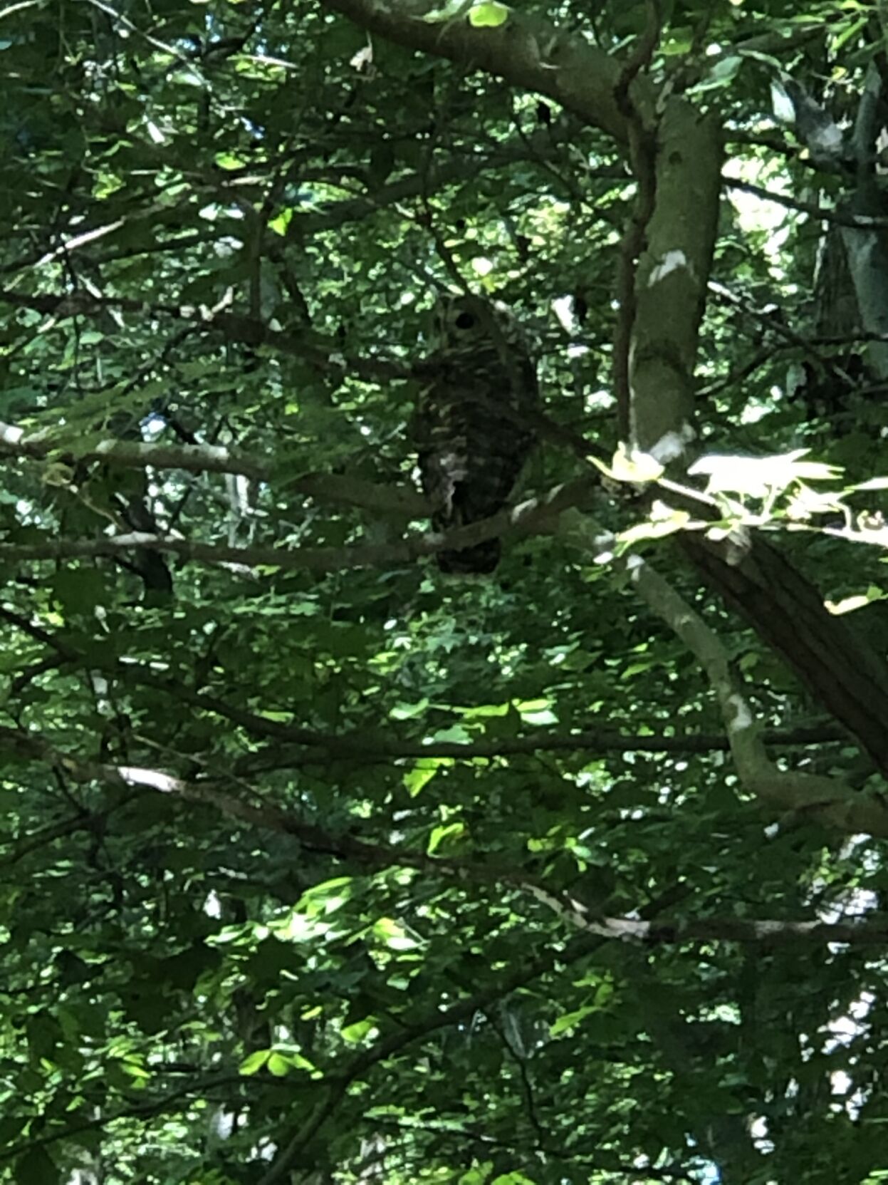 Owl in tree in Abingdon Woods